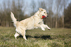 playing Golden Retriever