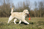 playing Golden Retriever