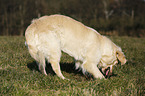 digging Golden Retriever