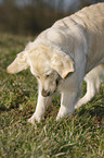 digging Golden Retriever