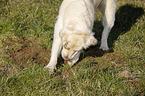 digging Golden Retriever