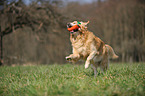 retrieving Golden Retriever