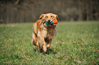 retrieving Golden Retriever