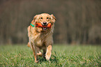 retrieving Golden Retriever