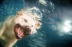 diving Golden Retriever