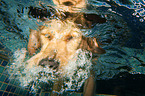 diving Golden Retriever