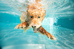 swimming Golden Retriever