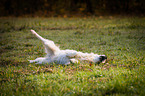 rolling Golden Retriever