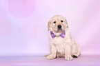 Golden Retriever Puppy