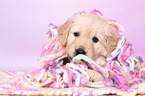 Golden Retriever Puppy