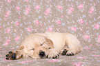 Golden Retriever Puppy