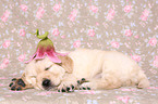 Golden Retriever Puppy