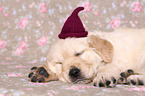 Golden Retriever Puppy