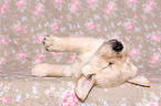 Golden Retriever Puppy