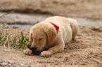 Golden Retriever Puppy