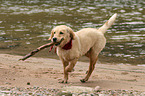 Golden Retriever Puppy