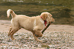 Golden Retriever Puppy