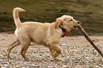 Golden Retriever Puppy