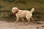 Golden Retriever Puppy