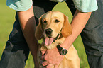 young Golden Retriever