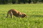 young Golden Retriever