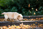 Golden Retriever Puppy