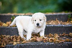 Golden Retriever Puppy