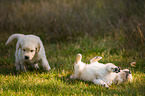 Golden Retriever Puppies