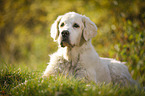 lying Golden Retriever