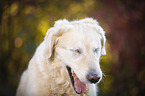 blind Golden Retriever