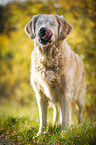 blind Golden Retriever