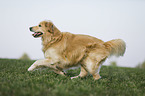 running Golden Retriever