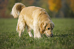 walking Golden Retriever