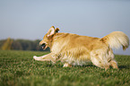 running Golden Retriever
