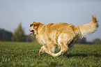 running Golden Retriever