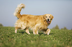 walking Golden Retriever