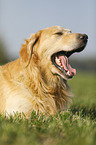 lying Golden Retriever