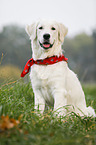 Golden Retriever with scarf