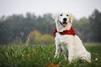 Golden Retriever with scarf