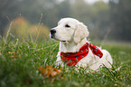 Golden Retriever with scarf
