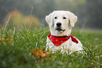 Golden Retriever with scarf