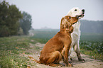 Golden Retriever and English Cocker Spaniel