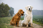 Golden Retriever and English Cocker Spaniel