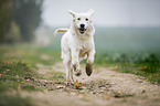 running Golden Retriever