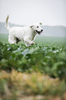 running Golden Retriever