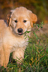 sitting Golden Retriever Puppy