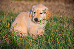 sitting Golden Retriever Puppy