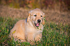 sitting Golden Retriever Puppy