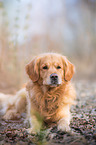 lying Golden Retriever