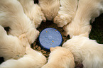 Golden Retrievers eats puppy food